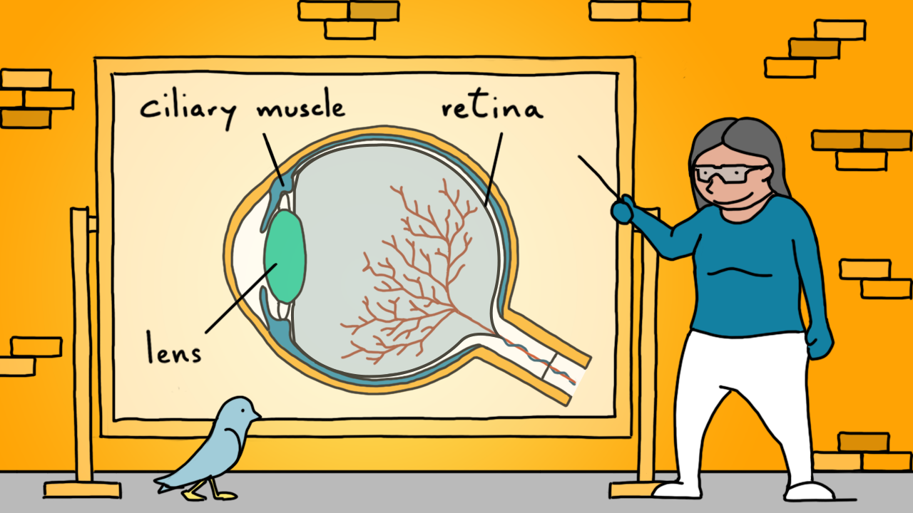 Illustration of the eye