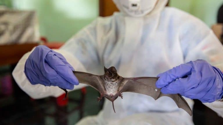 Korona virus i poreklo: Moramo li da znamo odakle je potekao Kovid-19