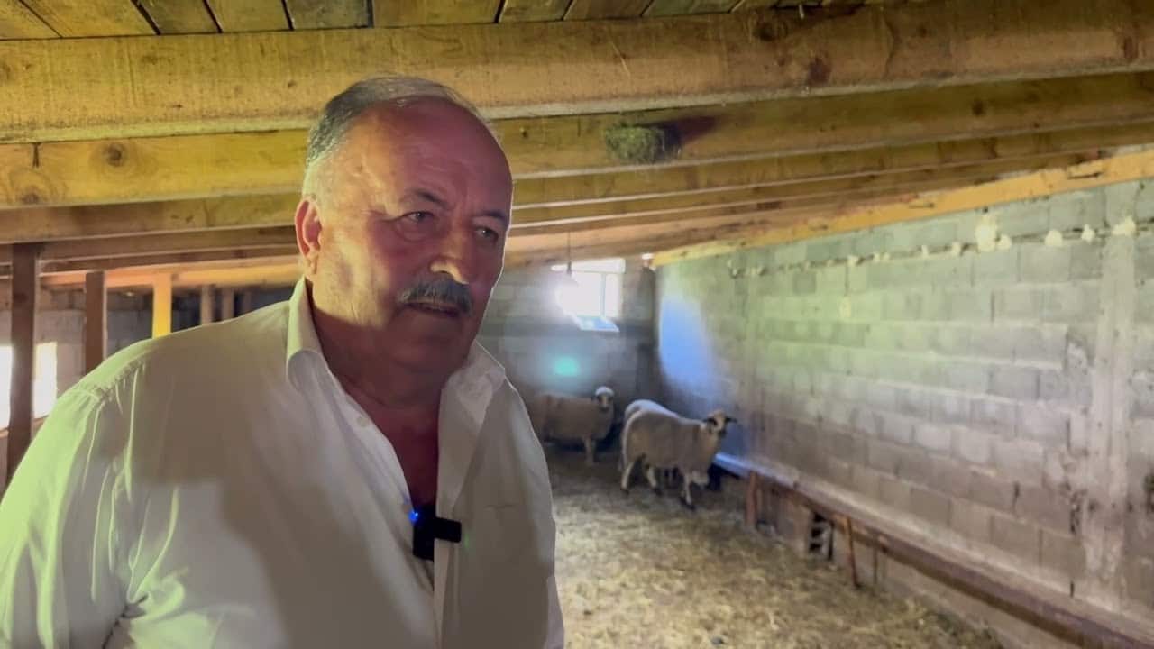 49 ovaca stradalo u napadu pasa lutalica u Novom Pazaru