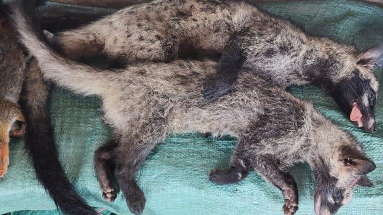 Korona virus i Azija: Rebus oko porekla kovida podstiče ljude da i dalje jedu divlje životinje
