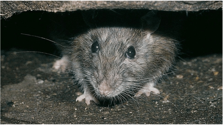 Korona virus i omikron: Od glodara do ljudi – kako je nastao novi soj
