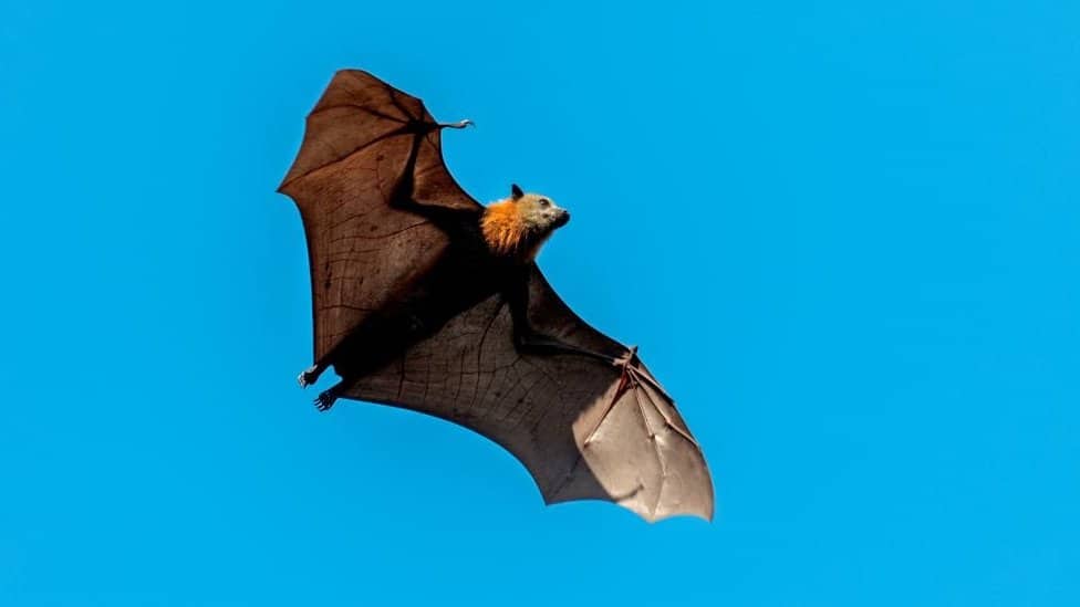 A fruit bat flying