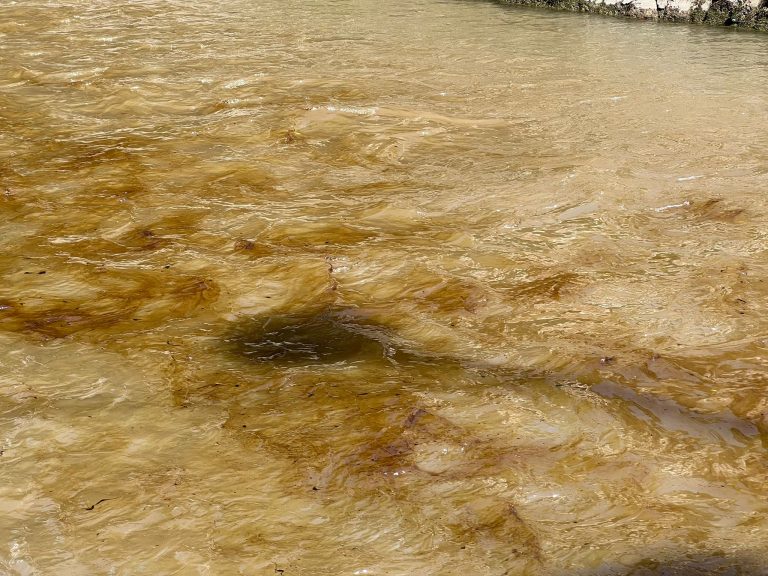 Ekološki protest u nedelju (video)