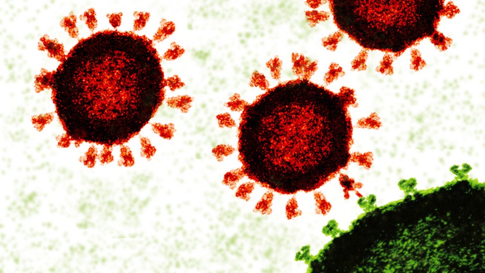 Illustration shows coronavirus (in red) connecting with a cell receptor (in green)