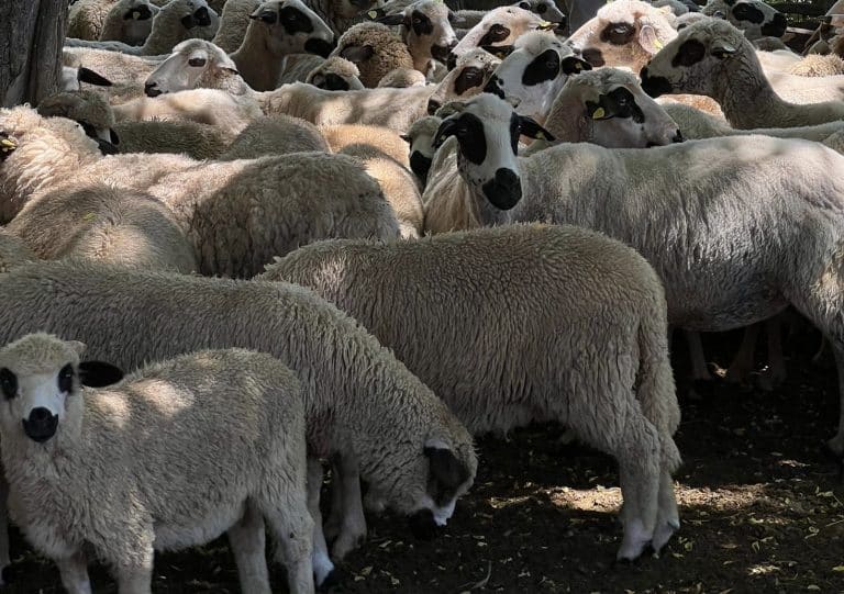 Vojska Srbije pomaže meštanima Pešteri (video)