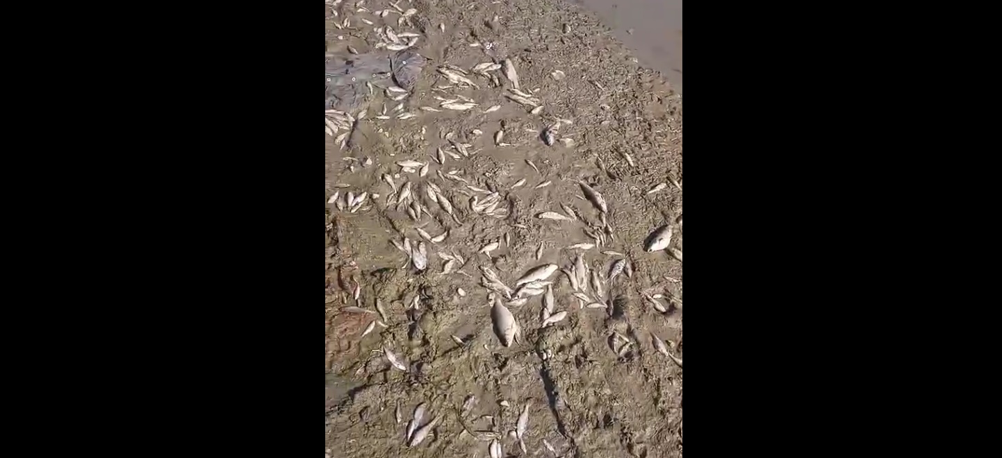Novi pomor ribe na ušću Raške u Ibar