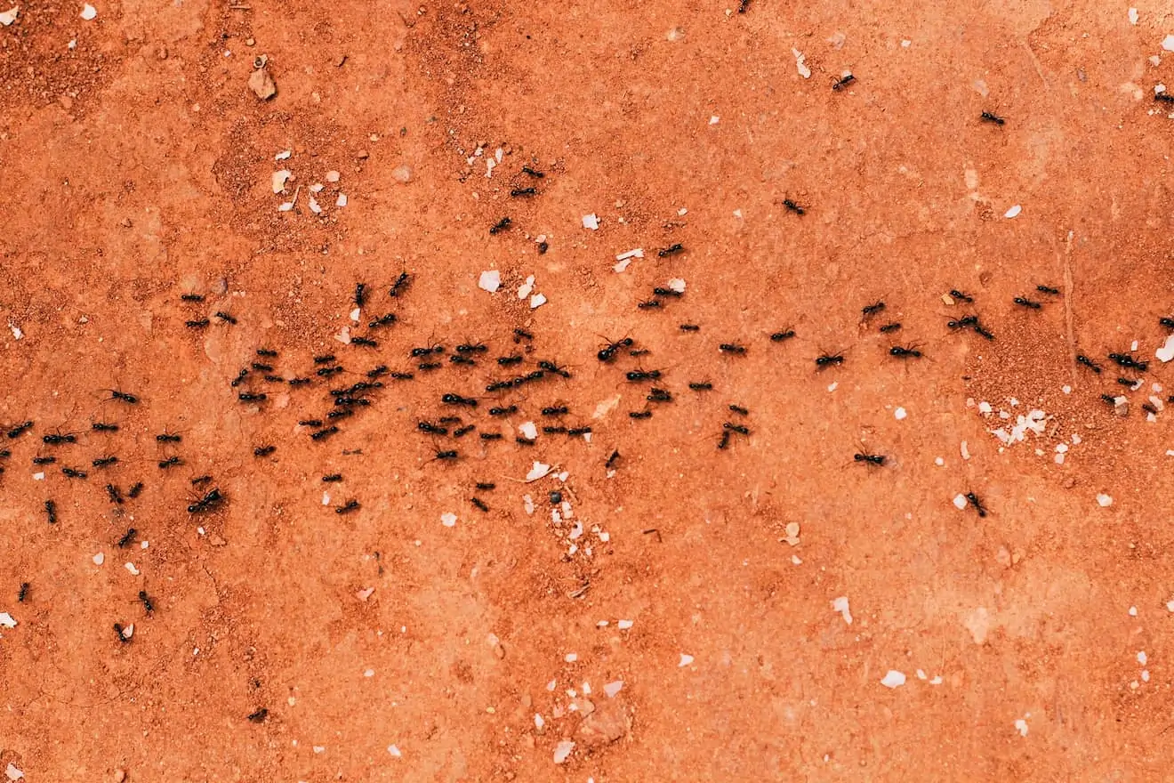 Koliko, zapravo, ima mrava na svetu?