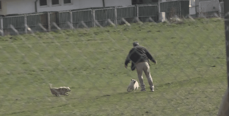 KAKO SE ODBRANITI OD AGRESIVNOG PSA? Saveti koji mogu da vam SPASU ŽIVOT, a samo JEDNA stvar zavisi od vas da li će vas napasti!