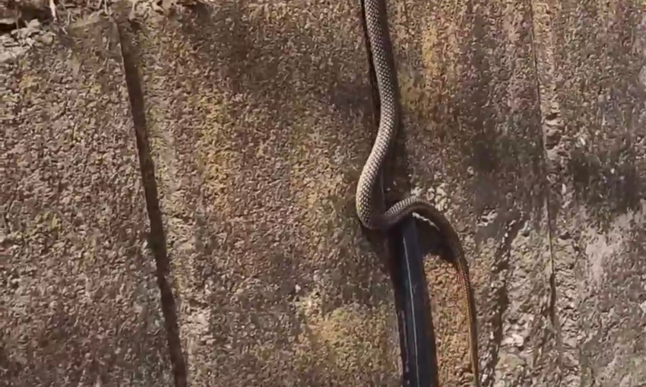 Da li su zmije koje građani viđaju u Novom Pazaru opasne?