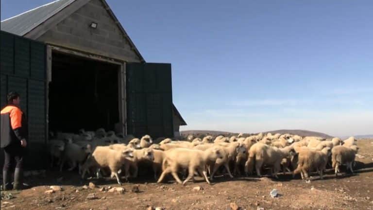 Završio dva fakulteta u Istanbulu, ali se ipak vratio na Pešter da čuva stoku (VIDEO)