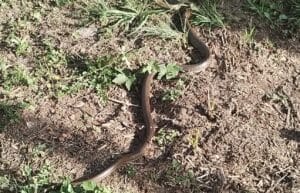 Lekari: Nema ujeda zmija u Novom Pazaru, ali oprez, devojčica izgubila šaku zbog ujeda šarke ranijih godina (VIDEO)