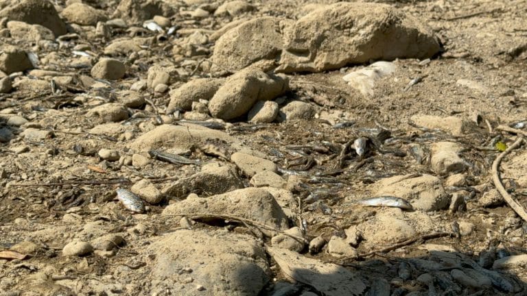 Šta se dešava sa vodama? Ibar presušio, jezero Gazivode se bori za opstanak (VIDEO)