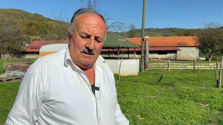 49 ovaca stradalo u napadu pasa lutalica u Novom Pazaru (VIDEO)