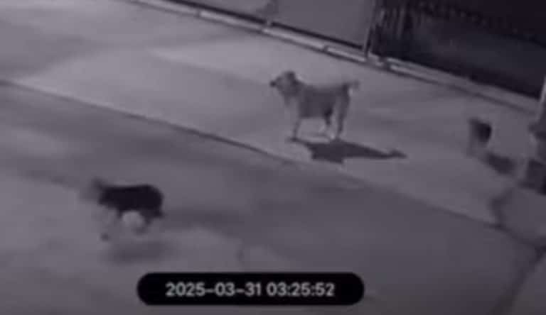 PRIJAVI PROBLEM: Uplašeni građani svakodnevno šalju snimke, a od najavljenog azila ni traga (VIDEO)