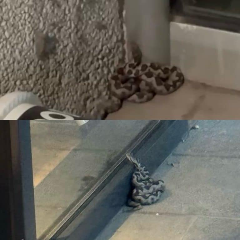 Zoolog: Zmija viđena u centru Novog Pazara je otrovnica (VIDEO)