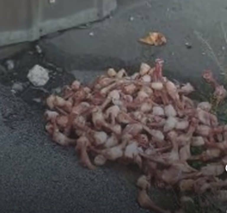 PRIJAVI PROBLEM: Kosti životinja bačene u centru Novog Pazara ( VIDEO)