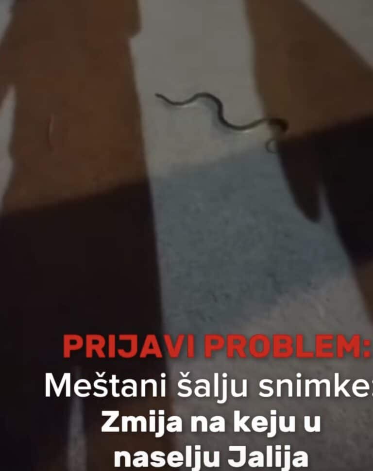 Meštani salju snimke: Zmija na keju u naselju Jalija