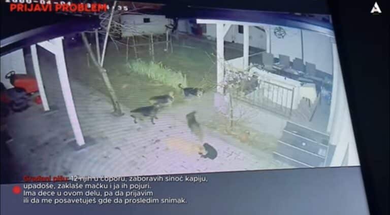 Dvorišta nisu sigurna: Građani prijavljuju posledice toga što Novi Pazar još nema azil za pse (VIDEO)