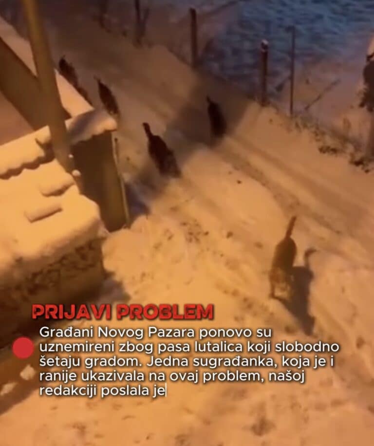 Građani Novog Pazara uznemireni: ponovo napadi pasa lutalica (VIDEO)