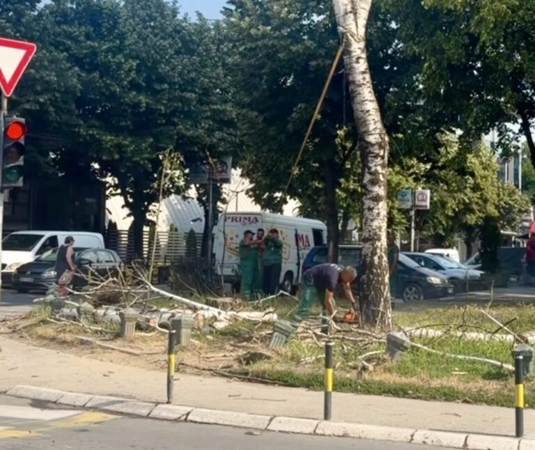 Zbog bezbednosti građana posečeni bor i tri breze kod autobuske stanice (VIDEO)