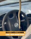 Zmija se zakačila za automobil u Sjenici, prizor iznenadio vozača (VIDEO)