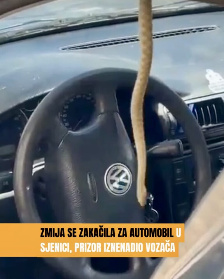 Zmija se zakačila za automobil u Sjenici, prizor iznenadio vozača (VIDEO)