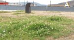 Bašta na krovu stambene zgrade (VIDEO)